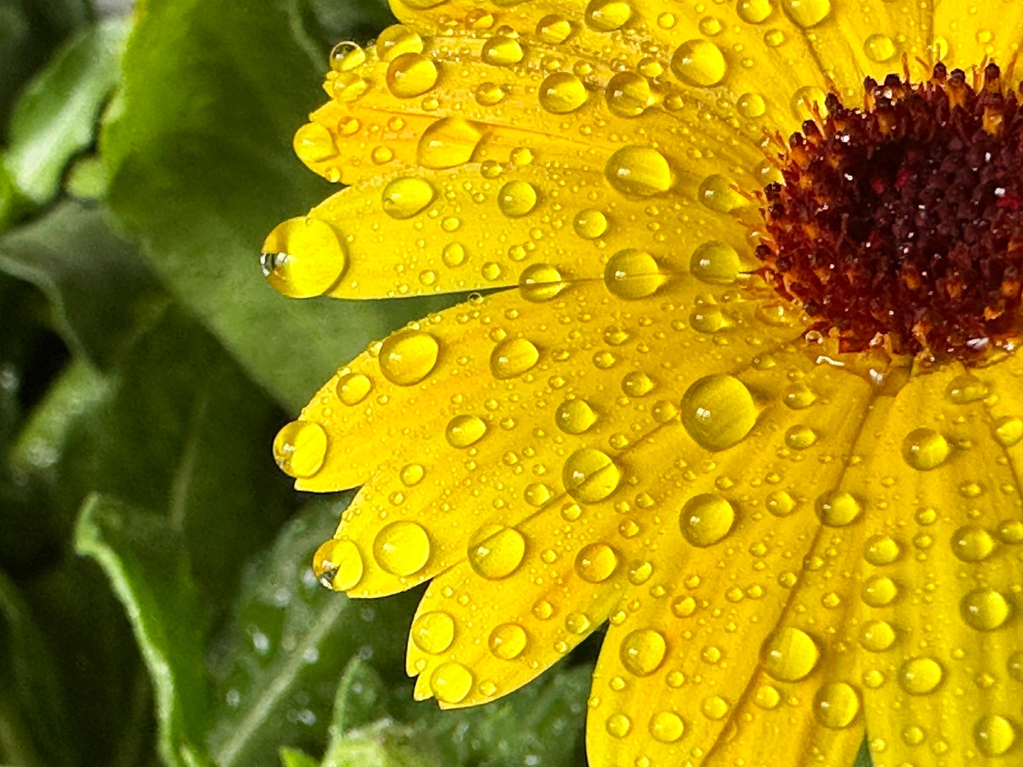 トウキンセンカ（カレンデュラ）のフラワーパウダーとは？｜頭皮ケア素材としての特徴